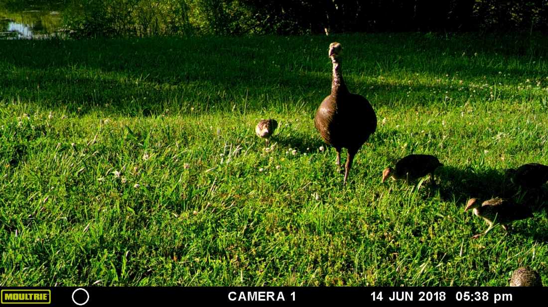 MOULTRIE DIGITAL GAME CAMERA